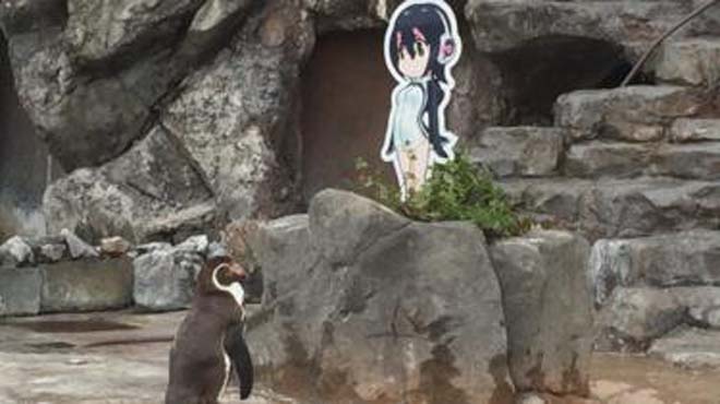Japonya penguen